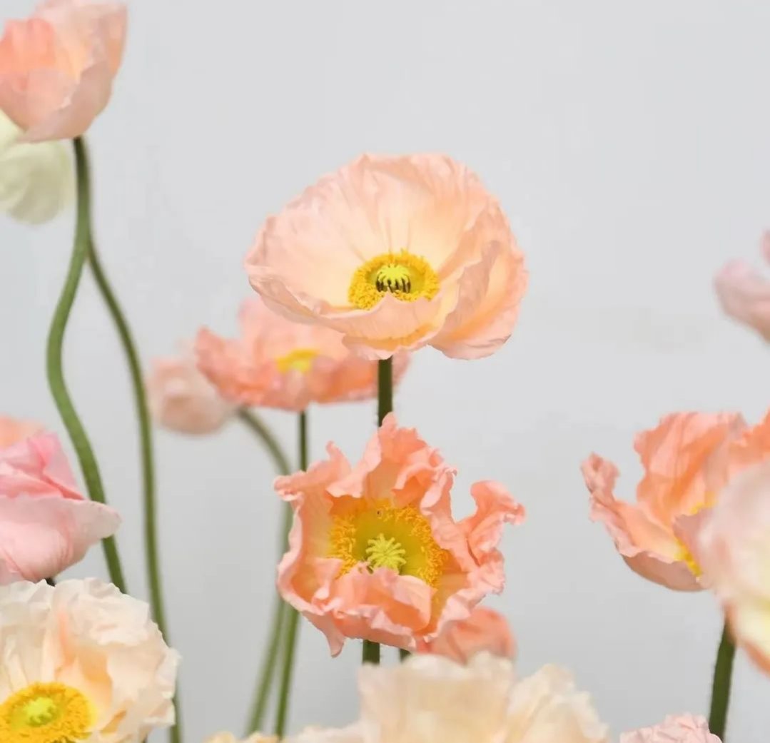 希少品Choisyleroi切花fleurscoupéesフランスアンティーク 希少品